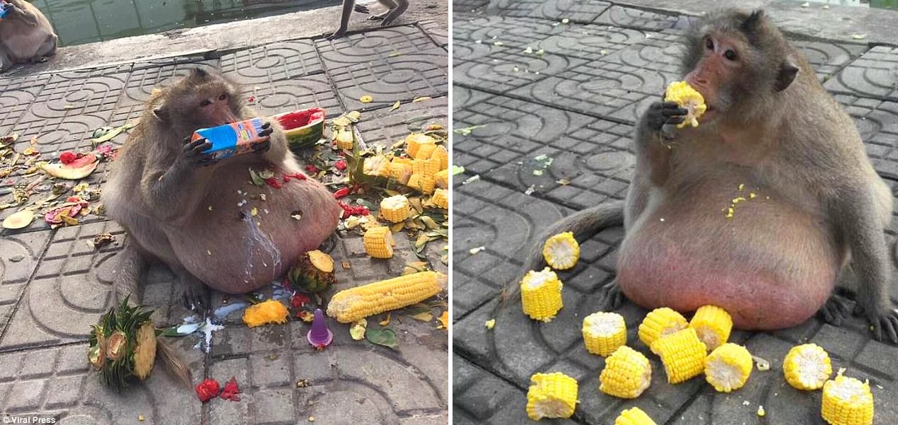 Meet “Uncle Fatty”: The Chunky Monkey Who Indulges On Tourist Food In ...