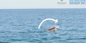 An Unexpected Turn Of Events Between A Dolphin And An Octopus 😬