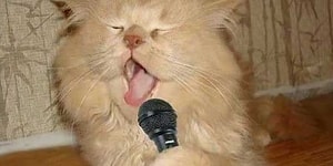 This Guy Makes Music With His Kitty On Vocals, And It's Super Legit