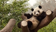 The Panda Trying To Hinder The Caretaker With Cuteness!