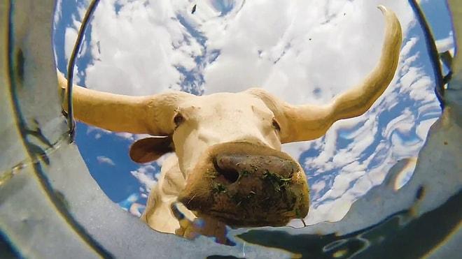 Kovanın Dibine Yerleştirilen Kamerayla Hayvanların Minnoş Su İçme Anları