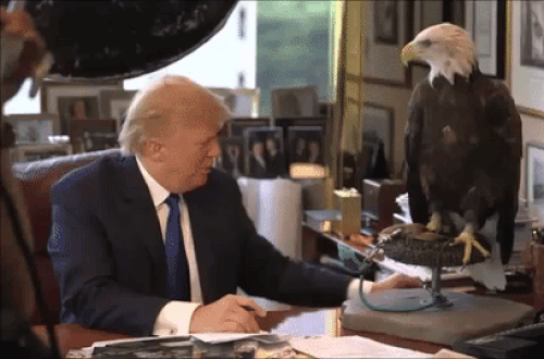 And then there is that unpleasant encounter with a bald eagle during a 2015 photo shoot for Time’s Person Of The Year.