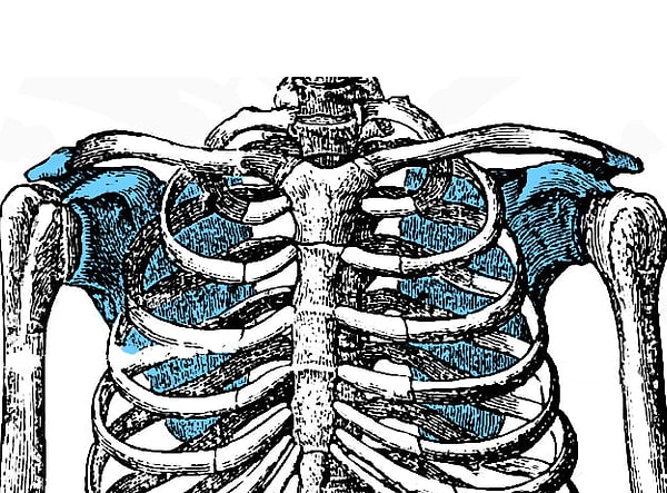 7. А что скажете про эту кость?
