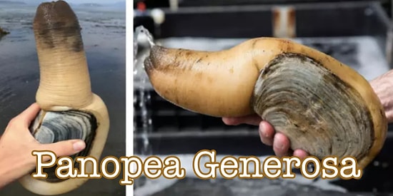 Pişman Olup Bamya ve Pırasaya Şükretmenizi Sağlayacak 19 Aşırı Tuhaf Yiyecek