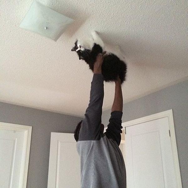 2. Kocamı Örümcek Adam film şarkısını söyleyip kedimizi tavanda yürütürken yakaladım.