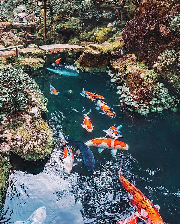 4. Карпы кои, Киото