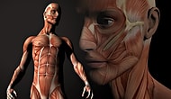 According To Scientists We Will Be Able To Renew Our Body Parts In The Future