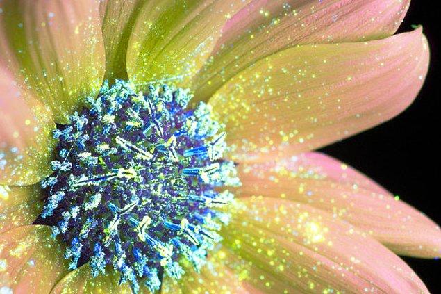 15. Bazı polen türleri mor ötesi ışığın altında yoğun bir parlaklık kazanıyor.