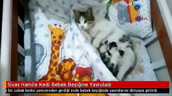 Girdiği Evdeki Bebek Beşiğine Doğum Yapan Kedi