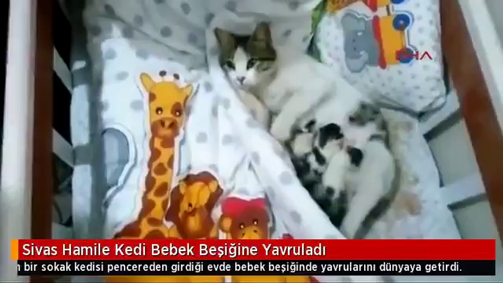 Girdiği Evdeki Bebek Beşiğine Doğum Yapan Kedi