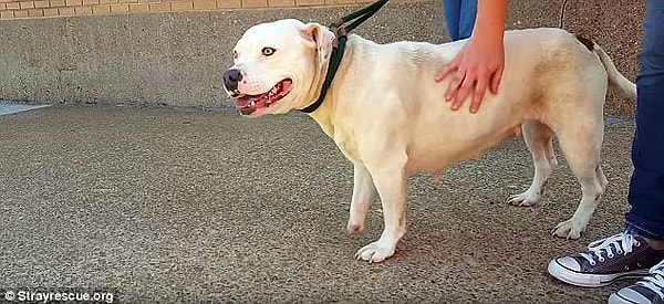 6. Некоторое время Трея боялась людей, но теперь она идет на поправку.