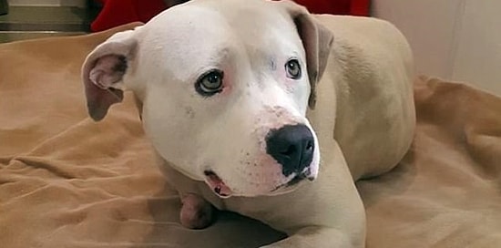 Собака отгрызла себе лапу, чтобы выбраться из заброшенного дома после смерти хозяина