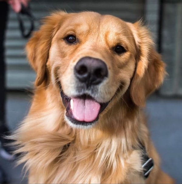Золотистый ретривер