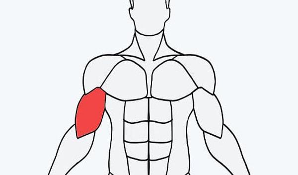 7. ''Biceps'' kasları için hangi egzersizleri yapmalısınız?
