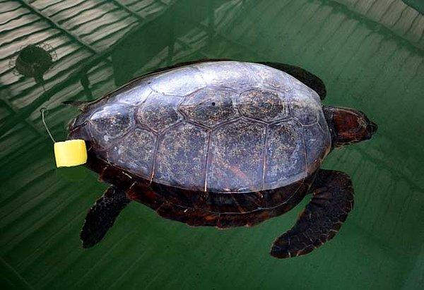 "Bugüne kadar 195 deniz kaplumbağası yaralı halde getirildi"
