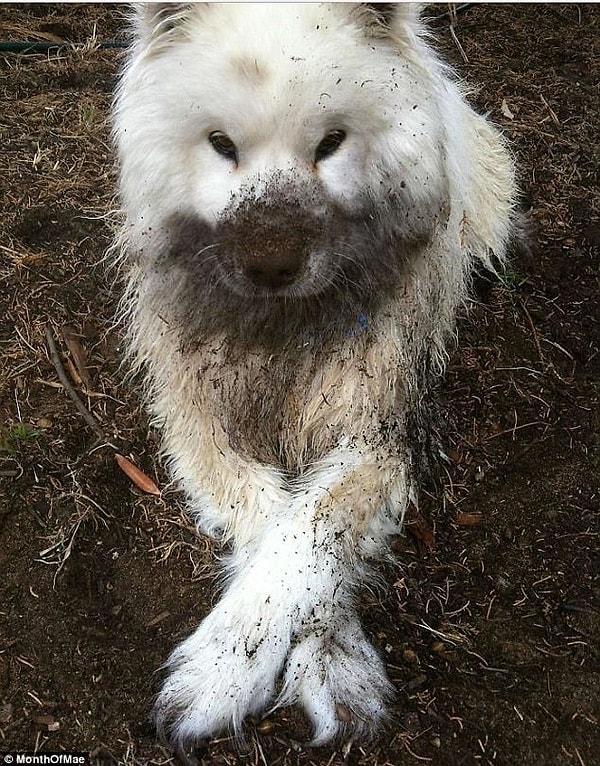 9. Этот питомец доказал, что грязь не обязательна должна быть мокрой, чтобы играть в ней