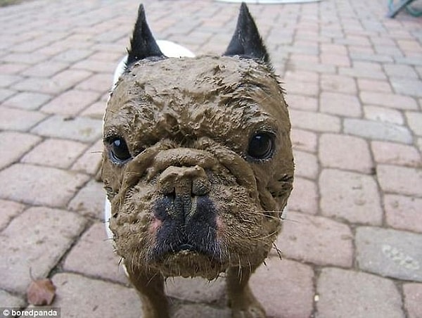 14. "У тебя проблемы?" Несмотря на свой видок, эта собака не боится конфронтаций