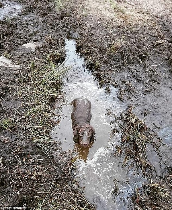 16. Вижу лужу - иду в лужу!