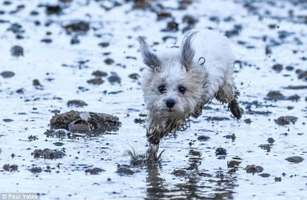 25. Она думала быстренько пробежать по грязи, чтобы не запачкаться, но грязь оказалась коварнее!