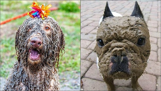 25 счастливых псов, которые доказали, что грязь - их лучший друг