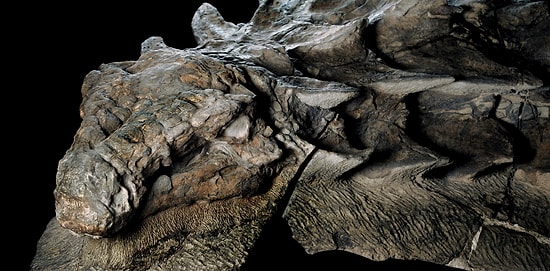 Ученые обнаружили огромную мумию динозавра в Канаде