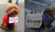 19 Dogs Who Protest Harder Than You!