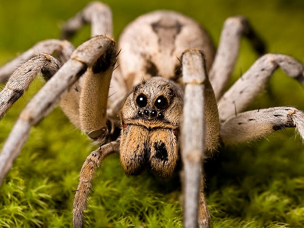 15. 100% арахнофобия