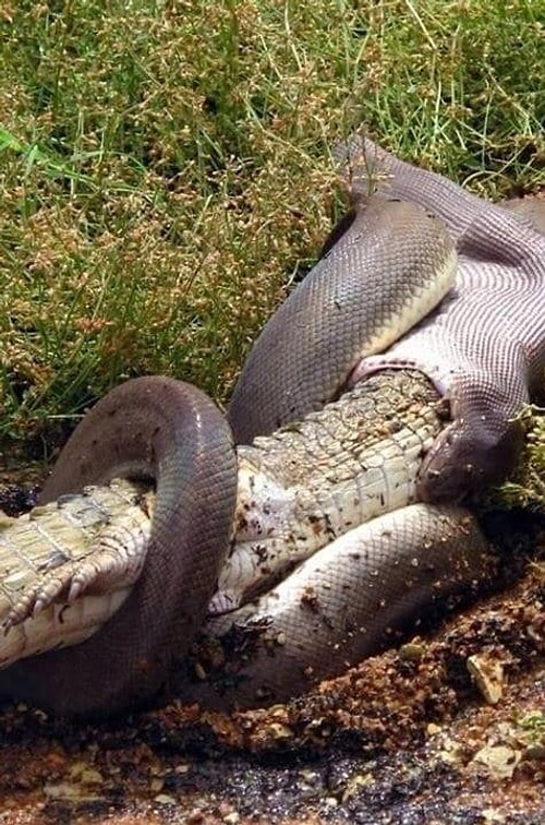 When this snake ATE a CROCODILE???!!!