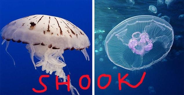 13. A jellyfish's mouth is also its anus.