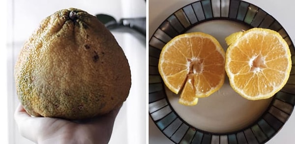 17. Уродливый фрукт, получившийся из Citrus Reticulata и Citrus Paradisi