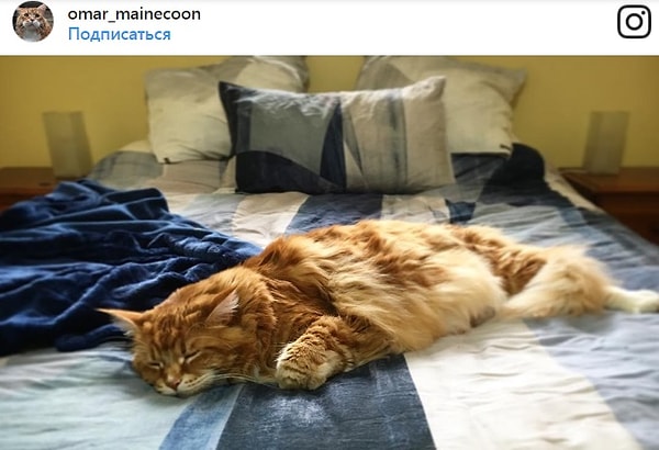 7. К примеру, он просто обожает дремать