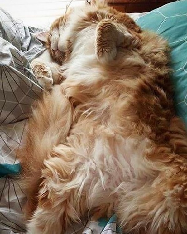 6. Несмотря на свои внушительные размеры, в остальном Омар самый обычный кот со всеми кошачьими повадками