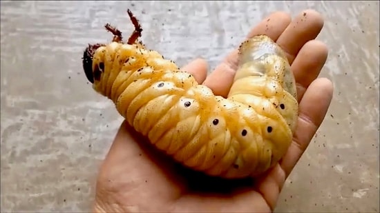 Ağırlığının 850 Katını Taşıyabilen Herkül Böceğinin Timelapse Olarak Muhteşem Gelişme Evresi