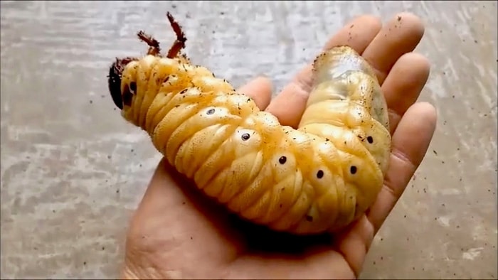 Ağırlığının 850 Katını Taşıyabilen Herkül Böceğinin Timelapse Olarak Muhteşem Gelişme Evresi