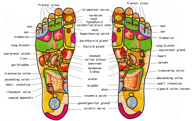Foot Meridians Chart