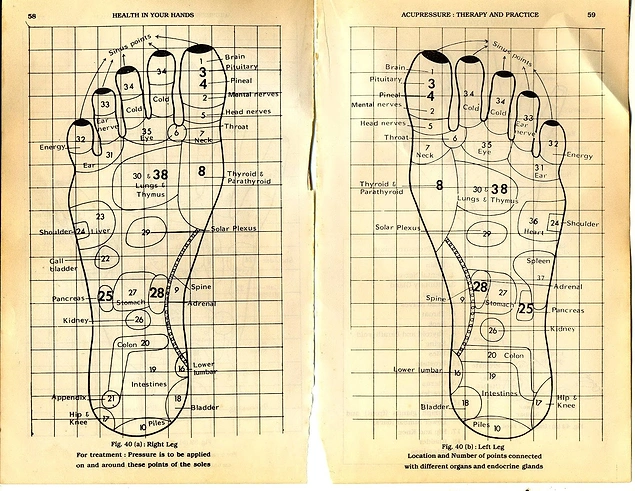 Left Foot Organ Chart