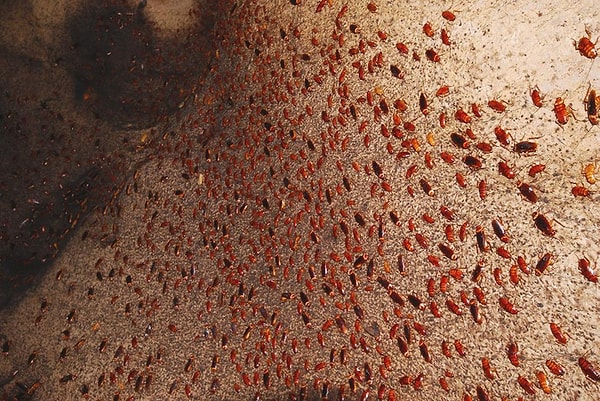 Миллионы малазийских тараканов живут в пещерах и питаются гуано летучих мышей. Они ковром покрывают пол и стены. Кроме тараканов, в пещере также встречаются крысы, белые пещерные крабы и тысячи гигантских многоножек.