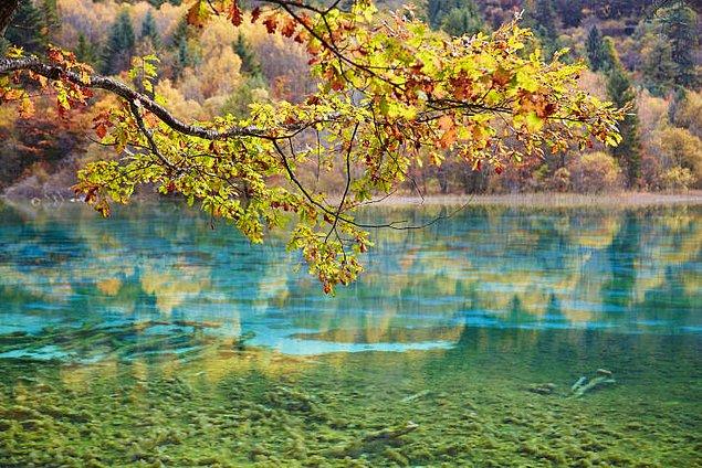 5. Çin Jiuzhaigou Vadisi Milli Parkı'nda rengarenk göletleri, mevsimin doğasını ve canlı renkleri gördüğünüz uzun bir doğa yürüyüşü.