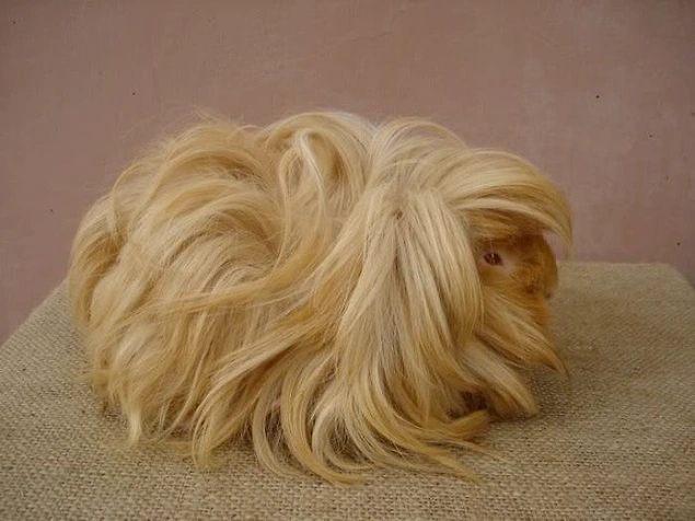 27 Photos Proving Us That Guinea Pigs Are Killing It With Their