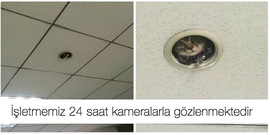 Biricik Dostlarımız Hayvanlarla İlgili Yaptıkları Mizahla Kahkahaya Boğan 23 Kişi