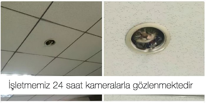 Biricik Dostlarımız Hayvanlarla İlgili Yaptıkları Mizahla Kahkahaya Boğan 23 Kişi