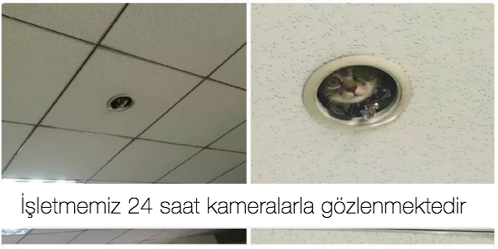 Biricik Dostlarımız Hayvanlarla İlgili Yaptıkları Mizahla Kahkahaya Boğan 23 Kişi