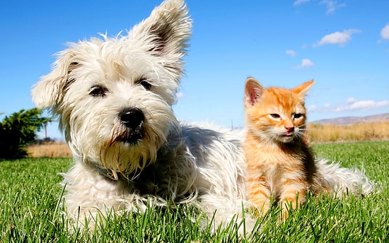 Yeniden Meclis Gündeminde: Pet Shop'larda Kedi ve Köpek Satışına Yasak, Sokağa Atana ise Ceza