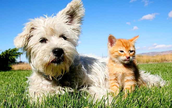 Yeniden Meclis Gündeminde: Pet Shop'larda Kedi ve Köpek Satışına Yasak, Sokağa Atana ise Ceza