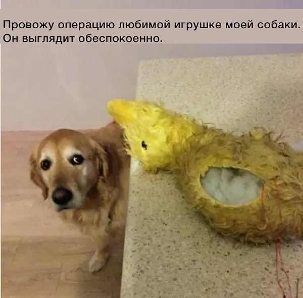 10. Этот человек, который буквально проводит операцию по зашиванию игрушки для собаки
