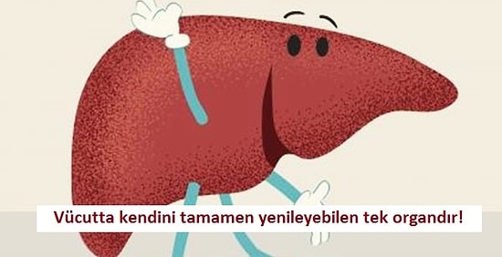 Karaciğeriniz Hakkında Öğrenince Çok Şaşırıp Biraz da Sevineceğiniz 12 İlginç Bilgi