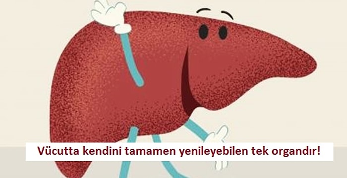 Karaciğeriniz Hakkında Öğrenince Çok Şaşırıp Biraz da Sevineceğiniz 12 İlginç Bilgi
