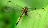 Faking Death To Avoid Sex? Yes, Female Dragonflies Do It.