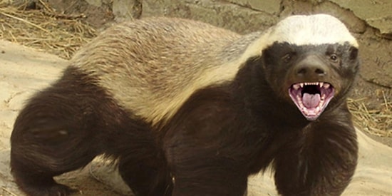 Медоед - самое агрессивное животное на нашей планете