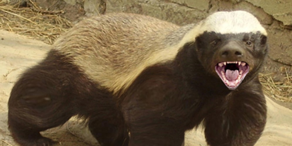 Медоед - самое агрессивное животное на нашей планете